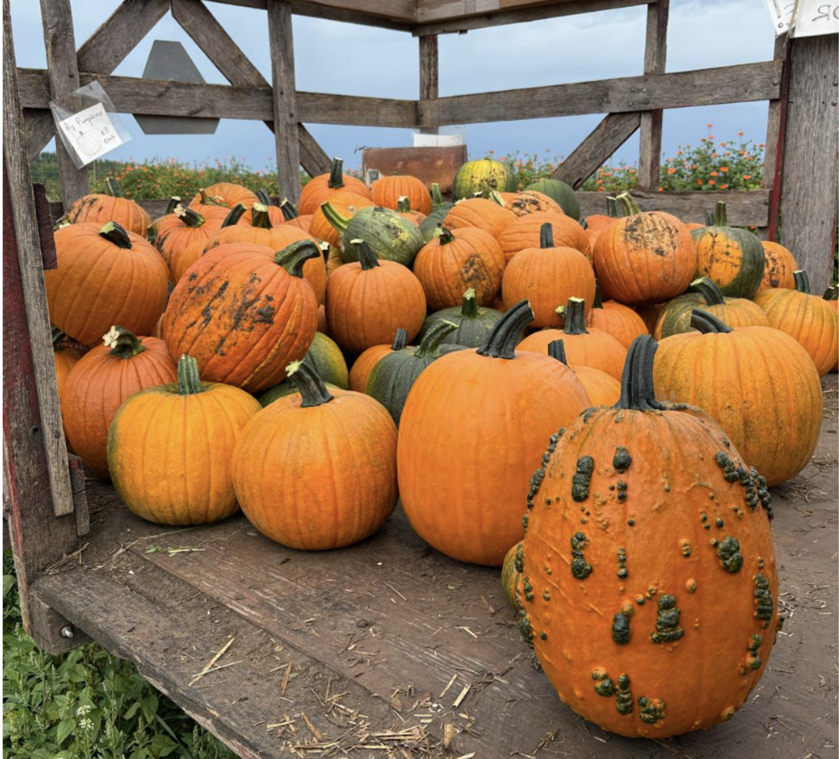 Pumpkins Stock image