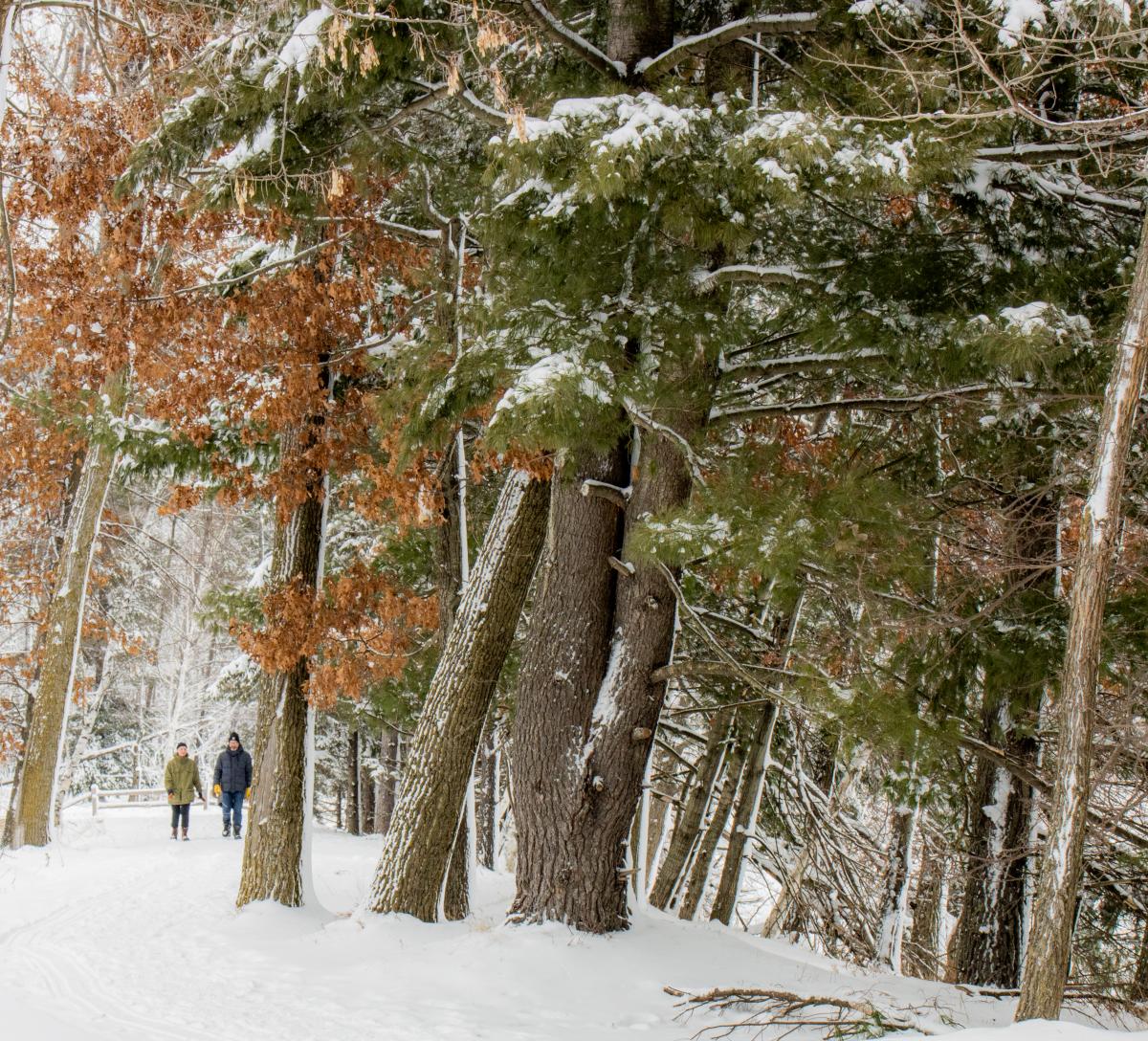 Winter Hiking at Schmeeckle Reserve