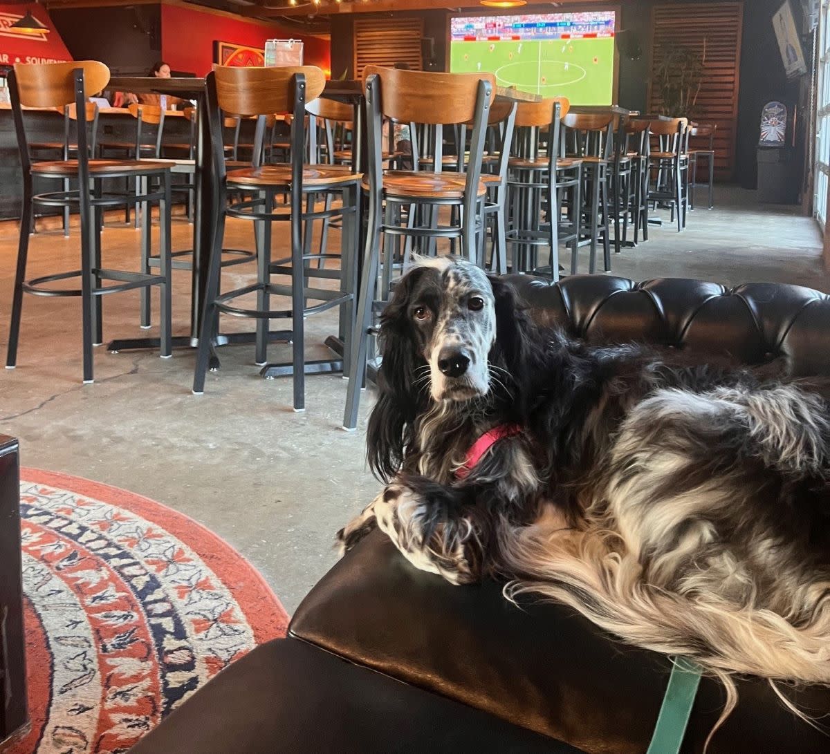 A black and white dog sits on a couch in a brewery with stools in the background