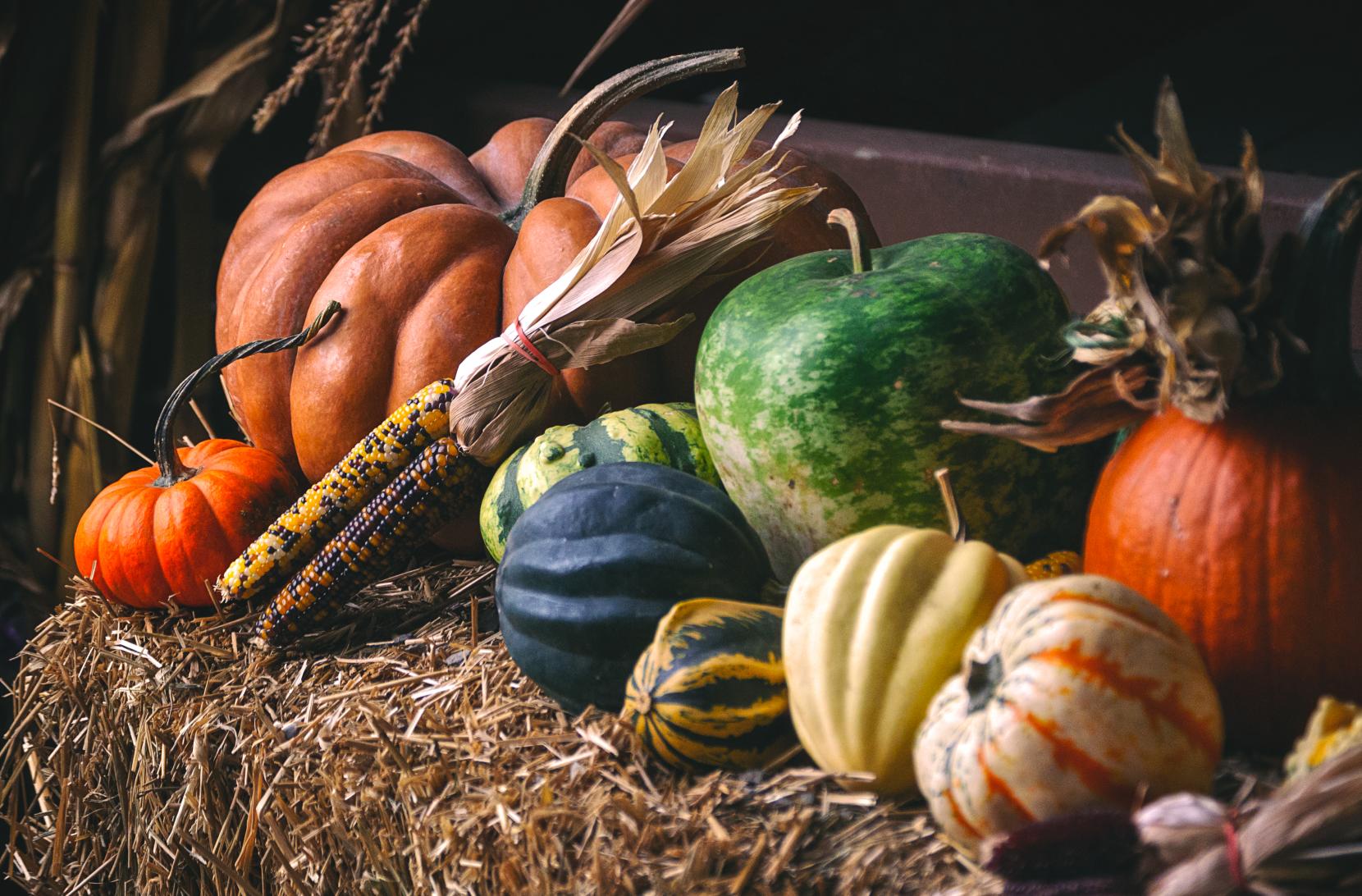 A-Mazing Corn Mazes in Bucks County, Pennsylvania