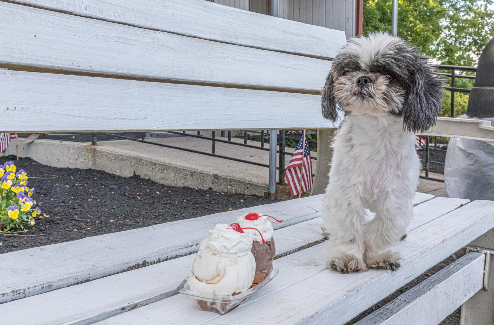 Pet-Friendly Bucks County