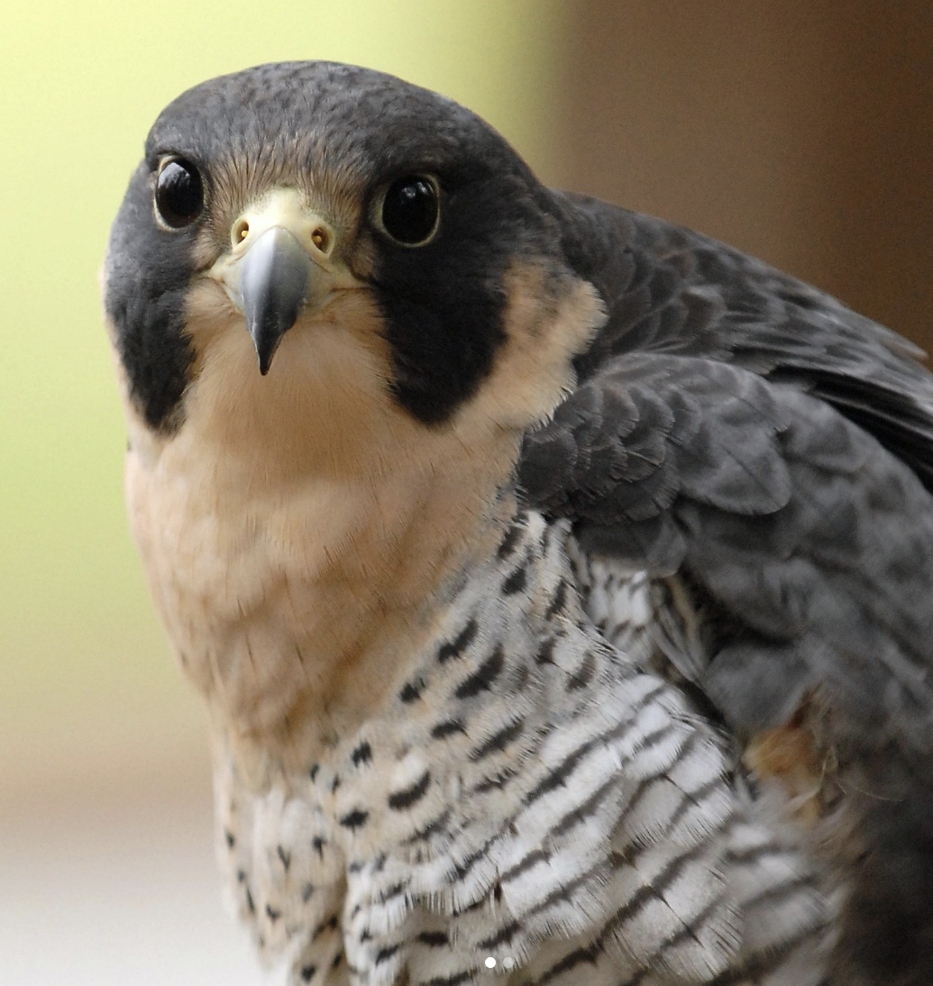 Hawk lkn