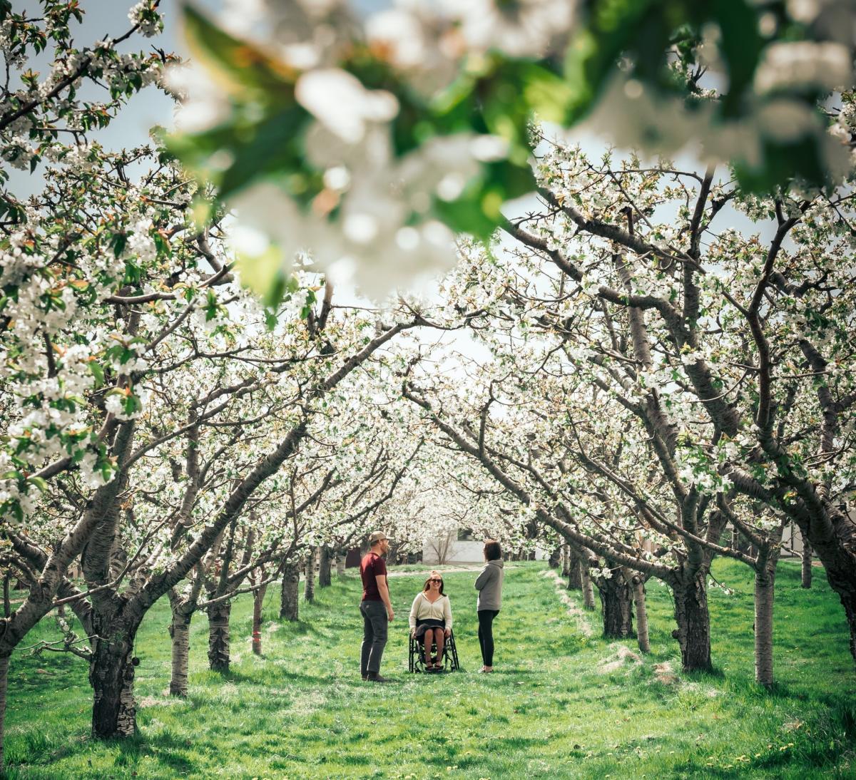 Blossoms_at_Rose_Hill_Orchard_5_ (cropped) [website footer - spring]