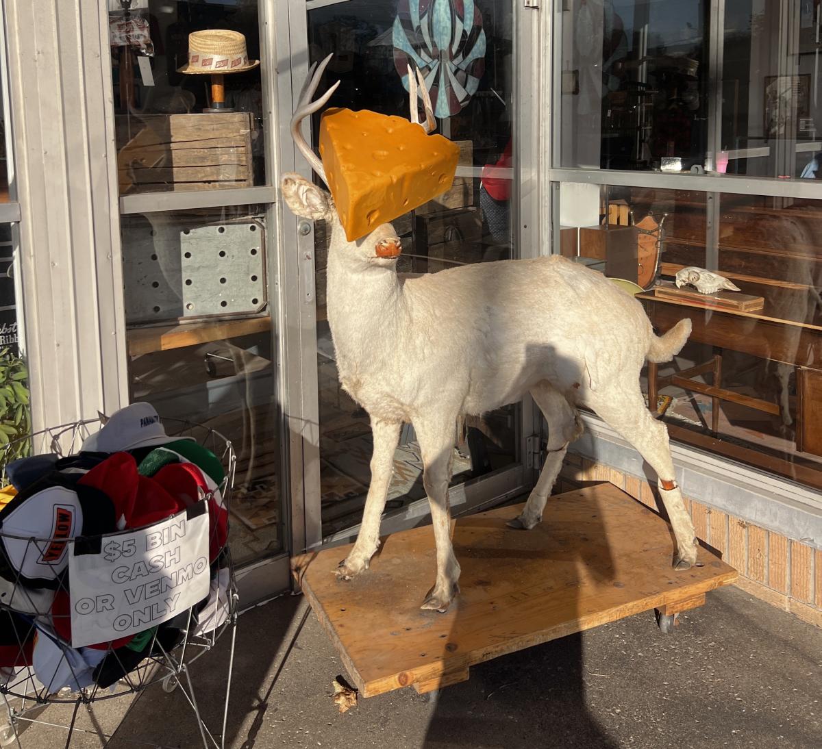 Taxidermy deer standing on a wooden platform outside a storefront, playfully posed with a large wedge of cheese covering its face, next to a bin of hats with a sign that reads “$5 bin cash or Venmo only.”