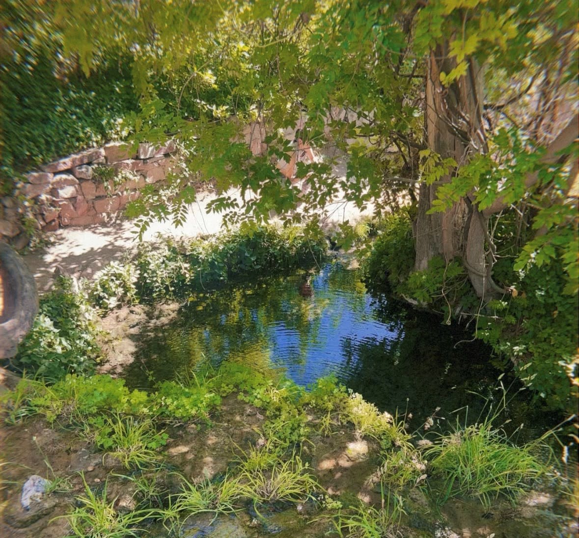 A quiet spring rests gently beneath the shade of old trees, their leaves whispering in the warm breeze. The clear water gathers in a small, peaceful pool, reflecting the sky and the greenery around it. Soft grasses and moss cling to the damp earth, thriving in the spring’s gentle touch. A weathered stone wall stands nearby, as if keeping watch over this hidden, living corner of nature