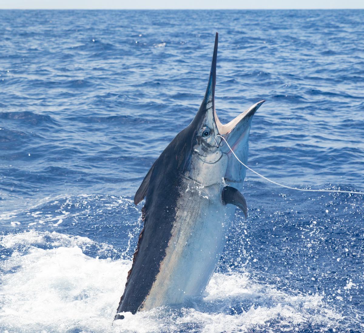 A large Marlin leaping out of the water. It has a long, pointed bill and a blue and white body.