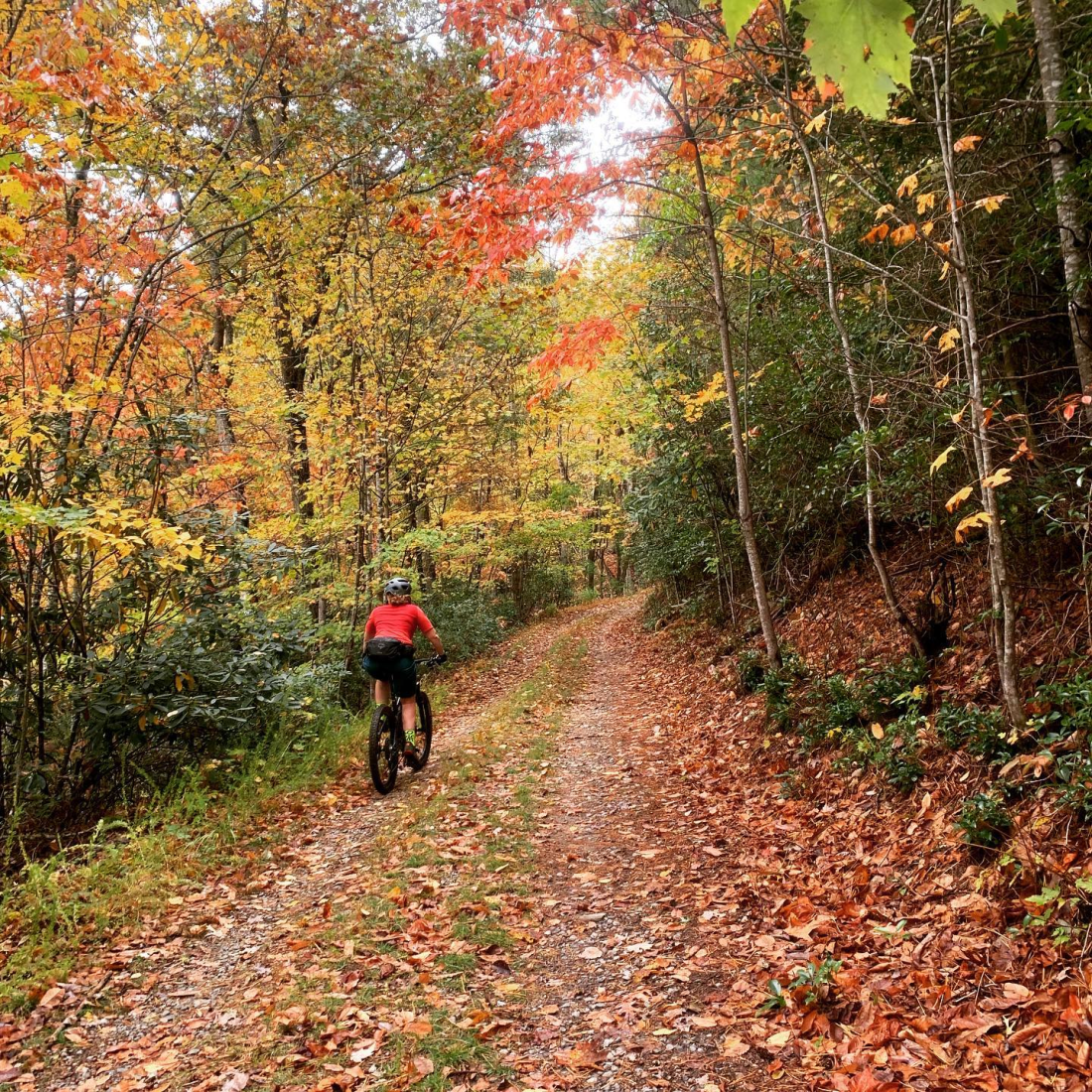 Pisgah National Forest