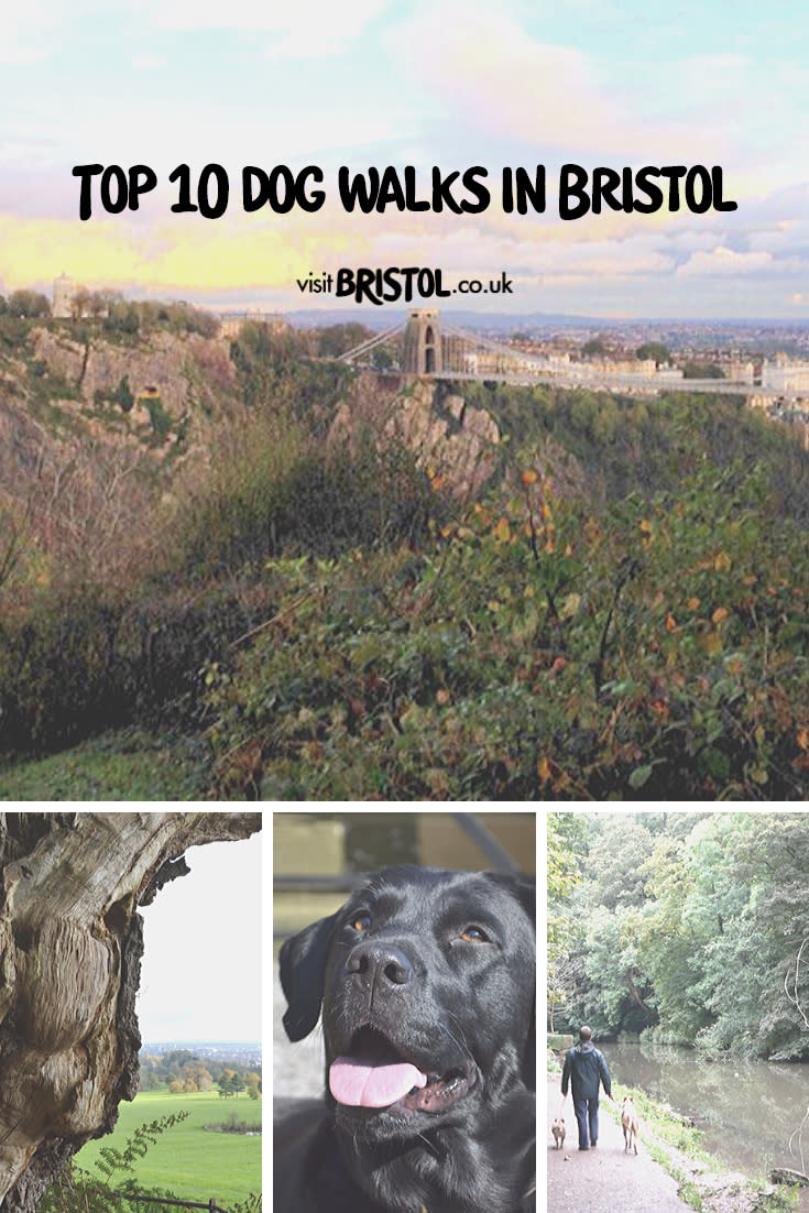 Dog Walks in Bristol Pinterest Slide