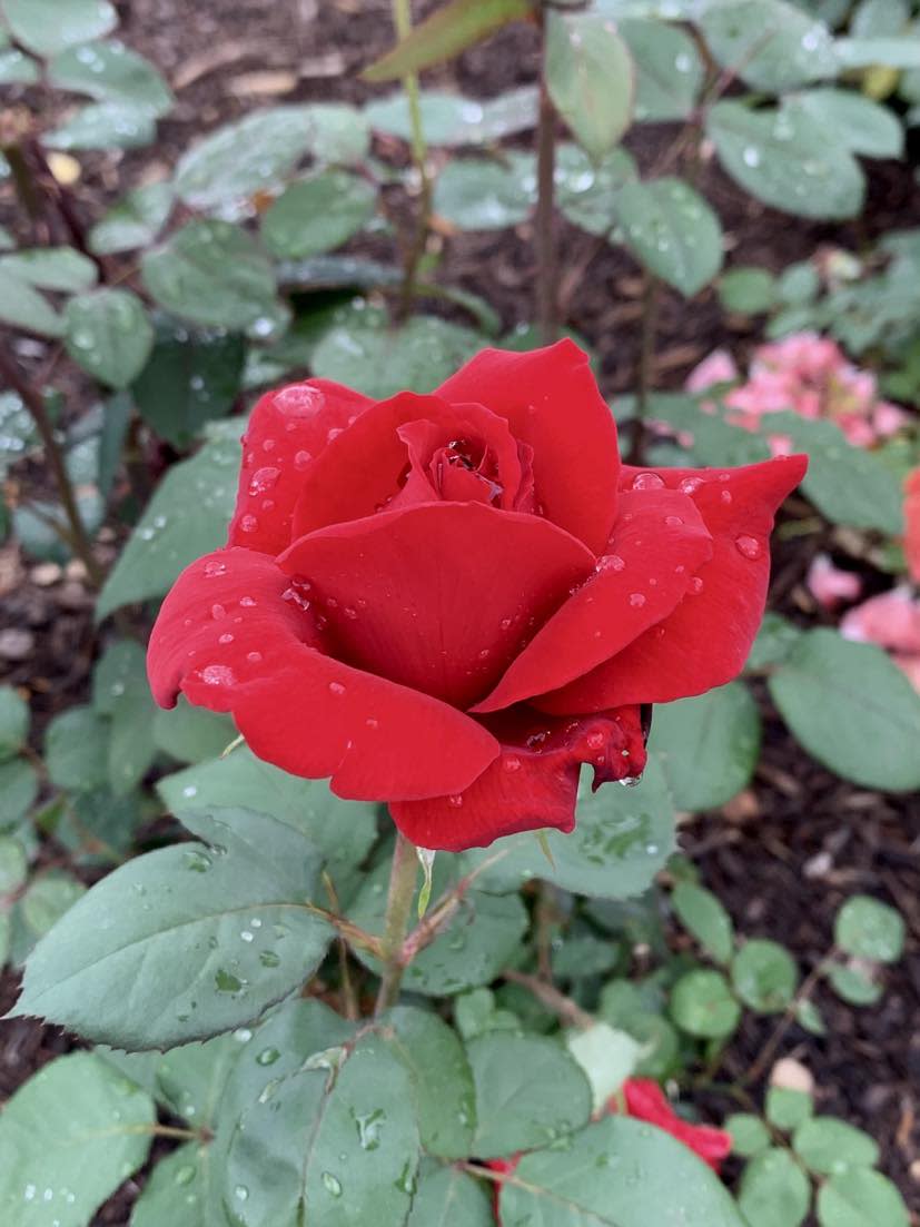 Richmond Rose Garden red rose in bloom