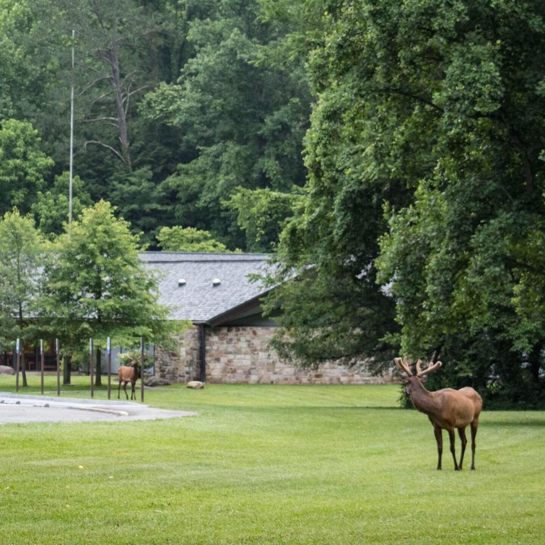 Elk-Gatlinburg-Sugarlands