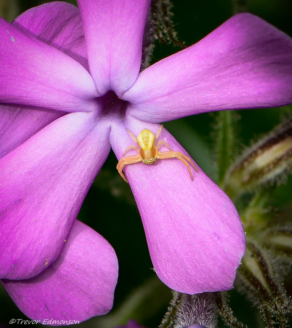 A yellow spider sits on the petal of a pink flower