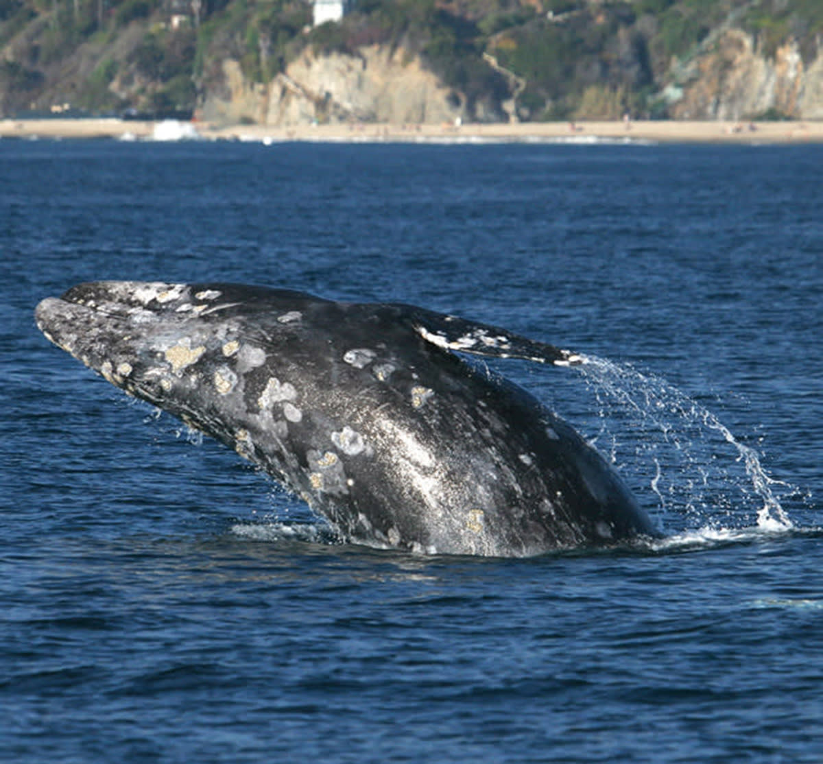 Dana Point, CA Whale Watching