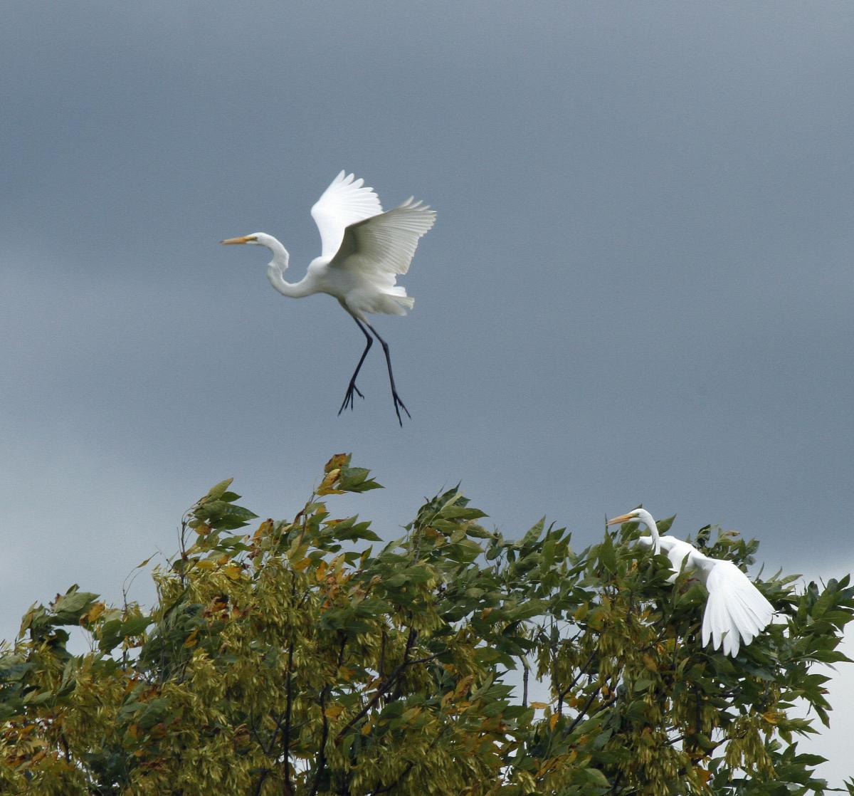 Egrets flying atop trees in Deer Haven Park