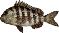 Sheepshead