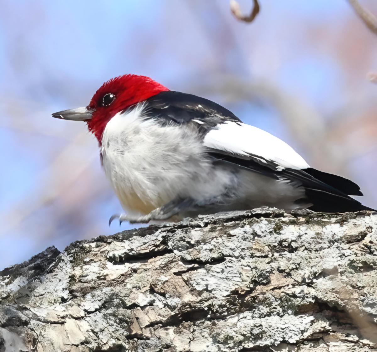 black and white bird with a red head perched on a tree