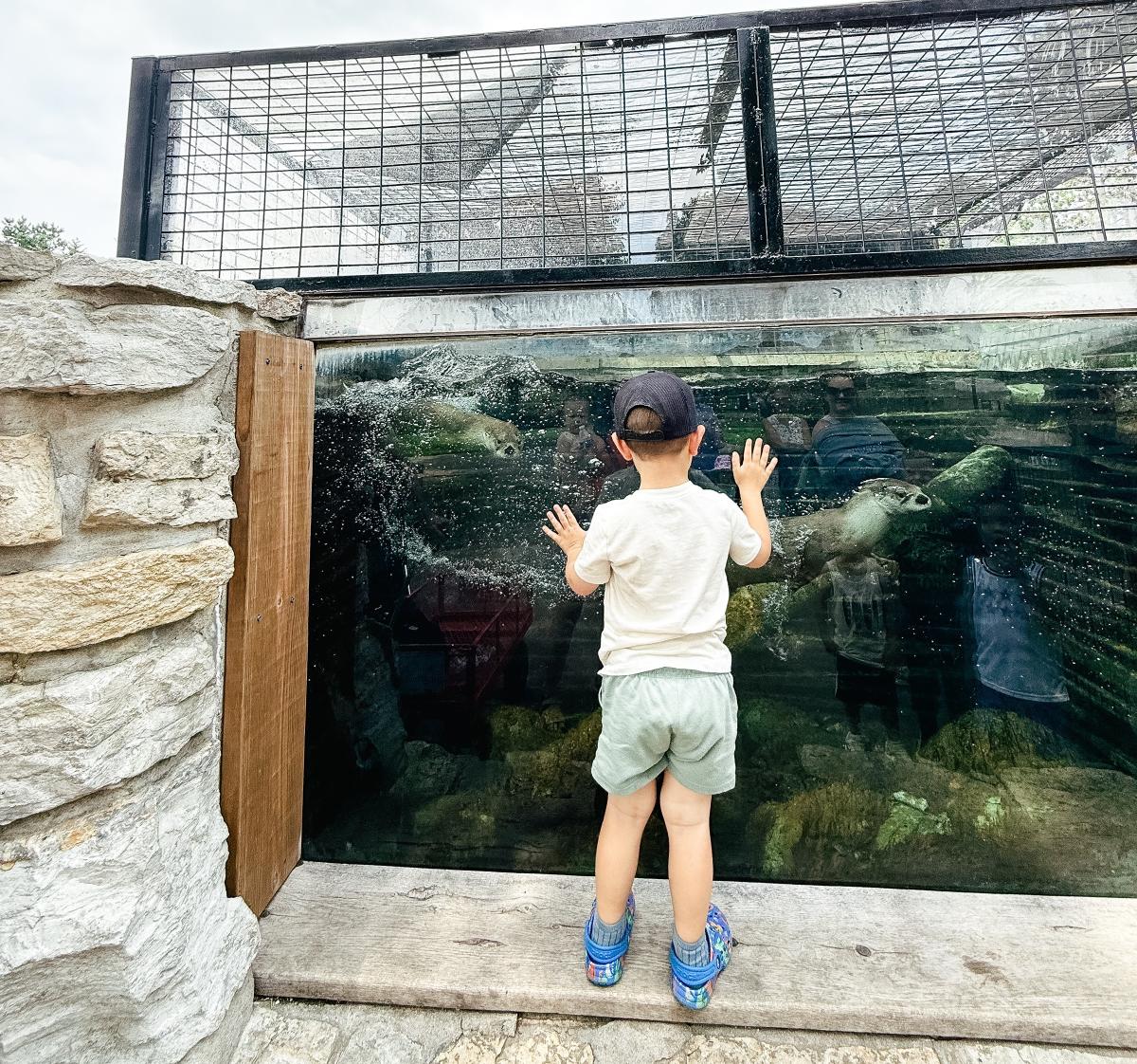 Boy looking at otters in the water at the zoo