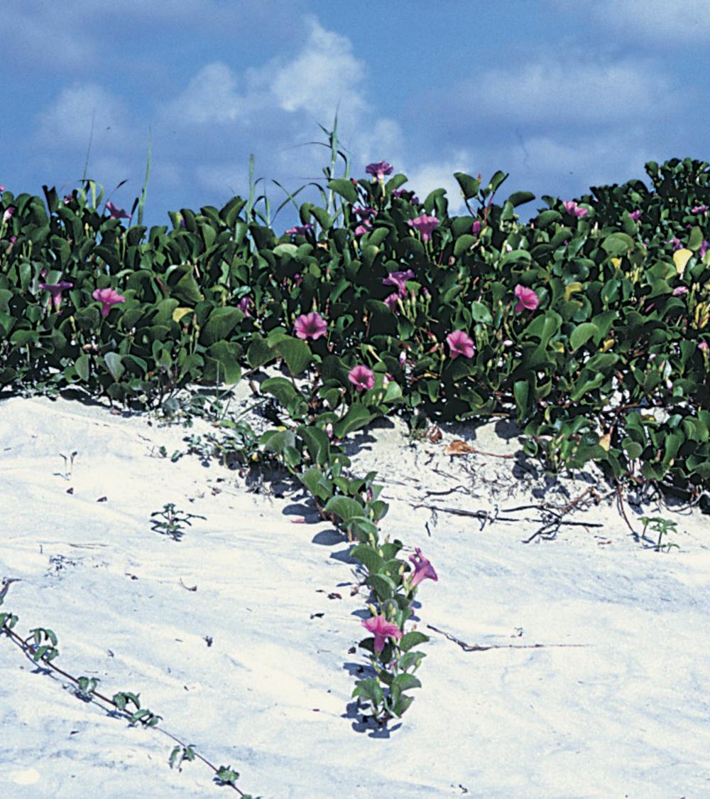 Captiva Island's beautiful sand dunes.