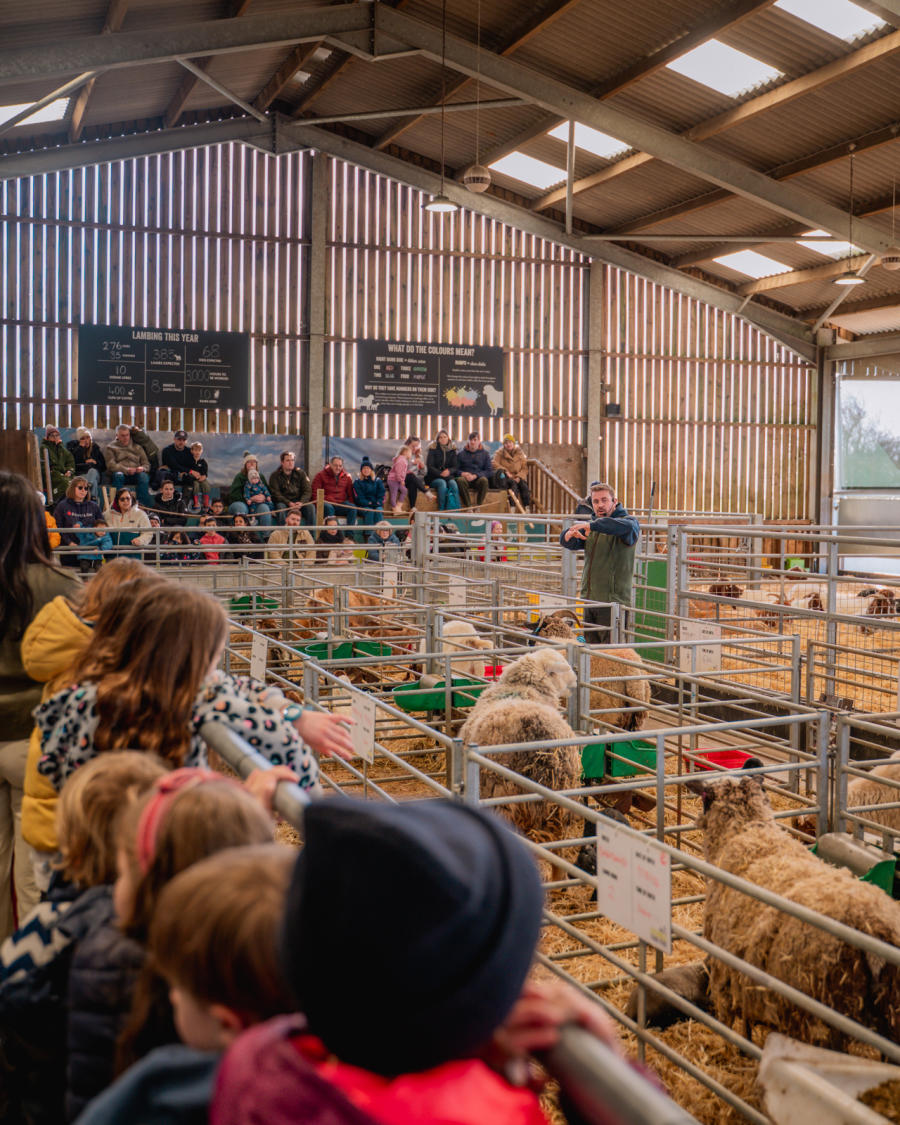 Sam at Cotswold Farm Park, talking about lambing with lots of children looking on.
