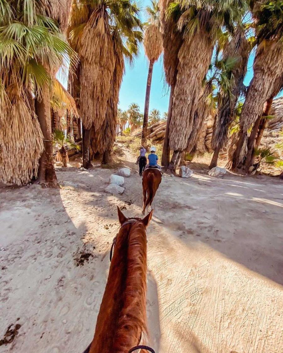 smoke tree stable indian canyons