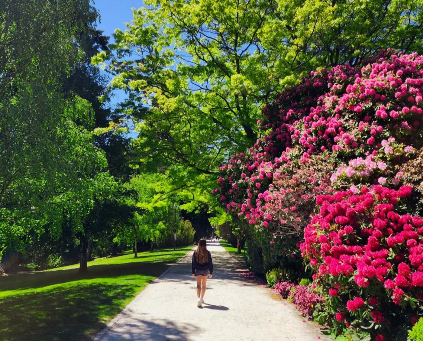 Queenstown Gardens in spring. Credit @chriudhshrt11