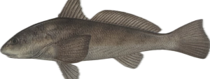 Kingfish