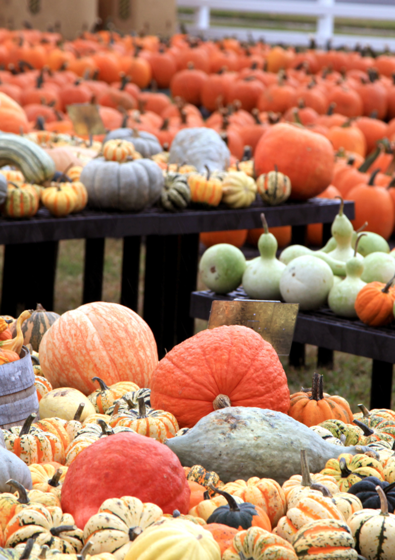 various pumpkins and gourds set up on tables at a pumpkin patch