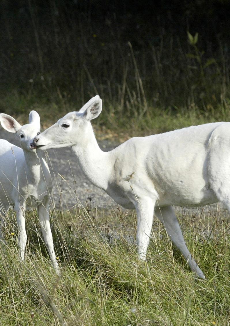 Two White Deer