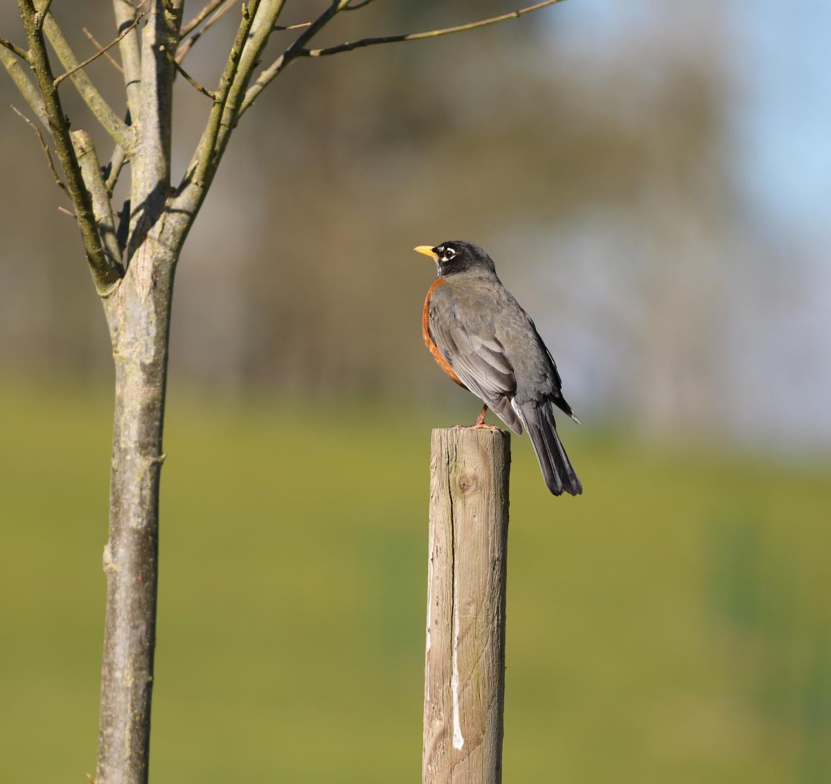 Robin red breast on pole at Juanita Bay