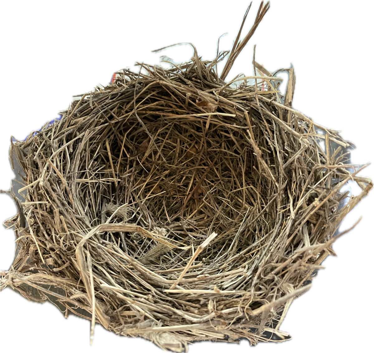 Common Grackle Nest