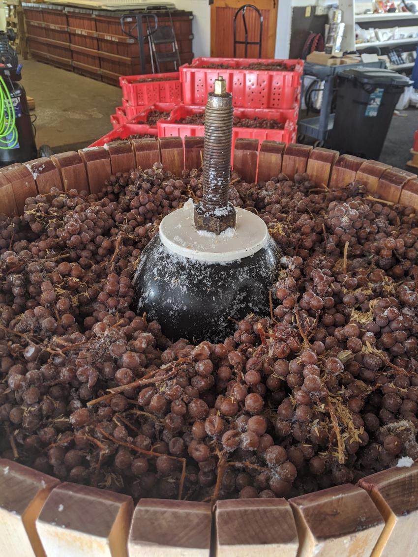 Ice Wine Making Process