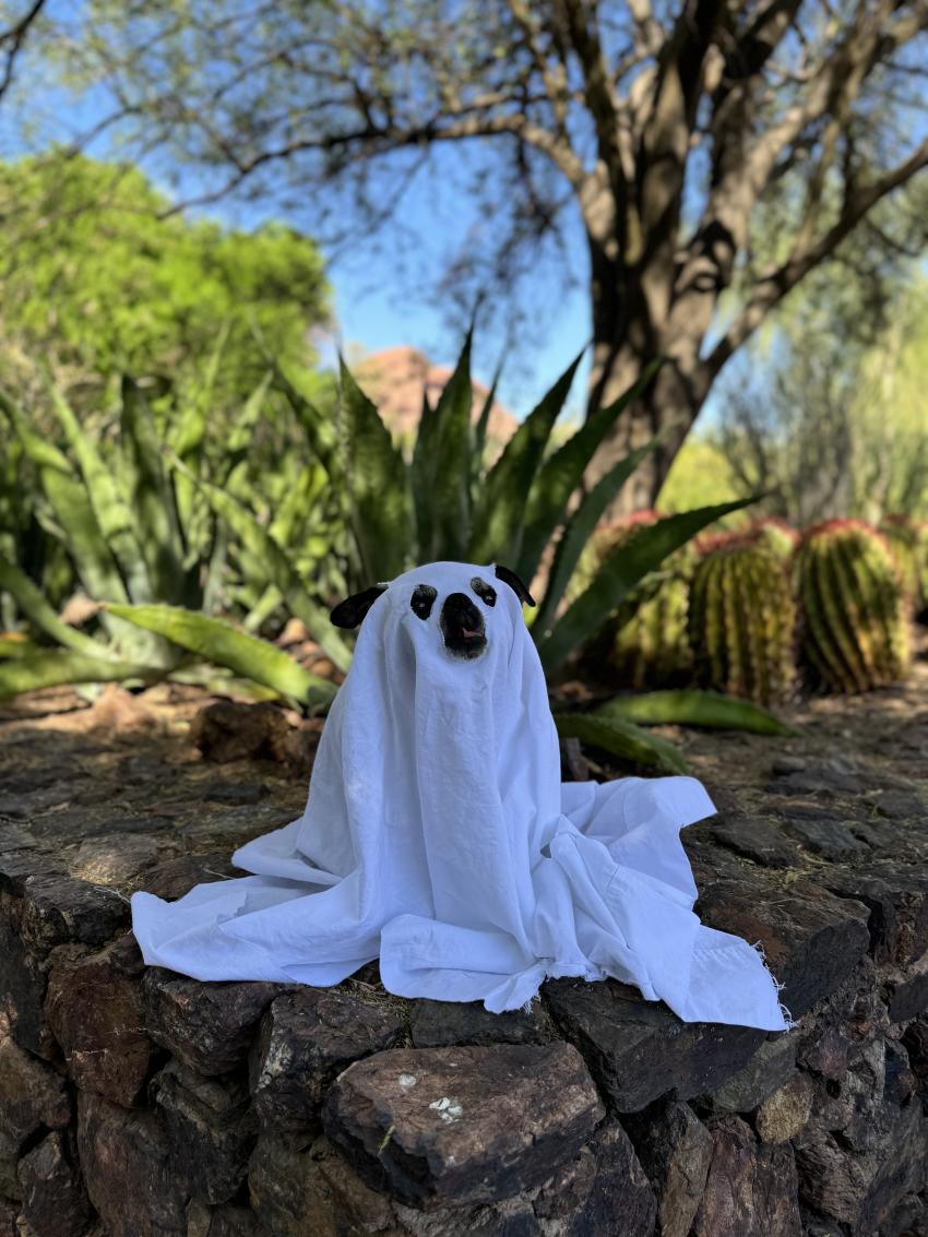 Desert Botanical Garden