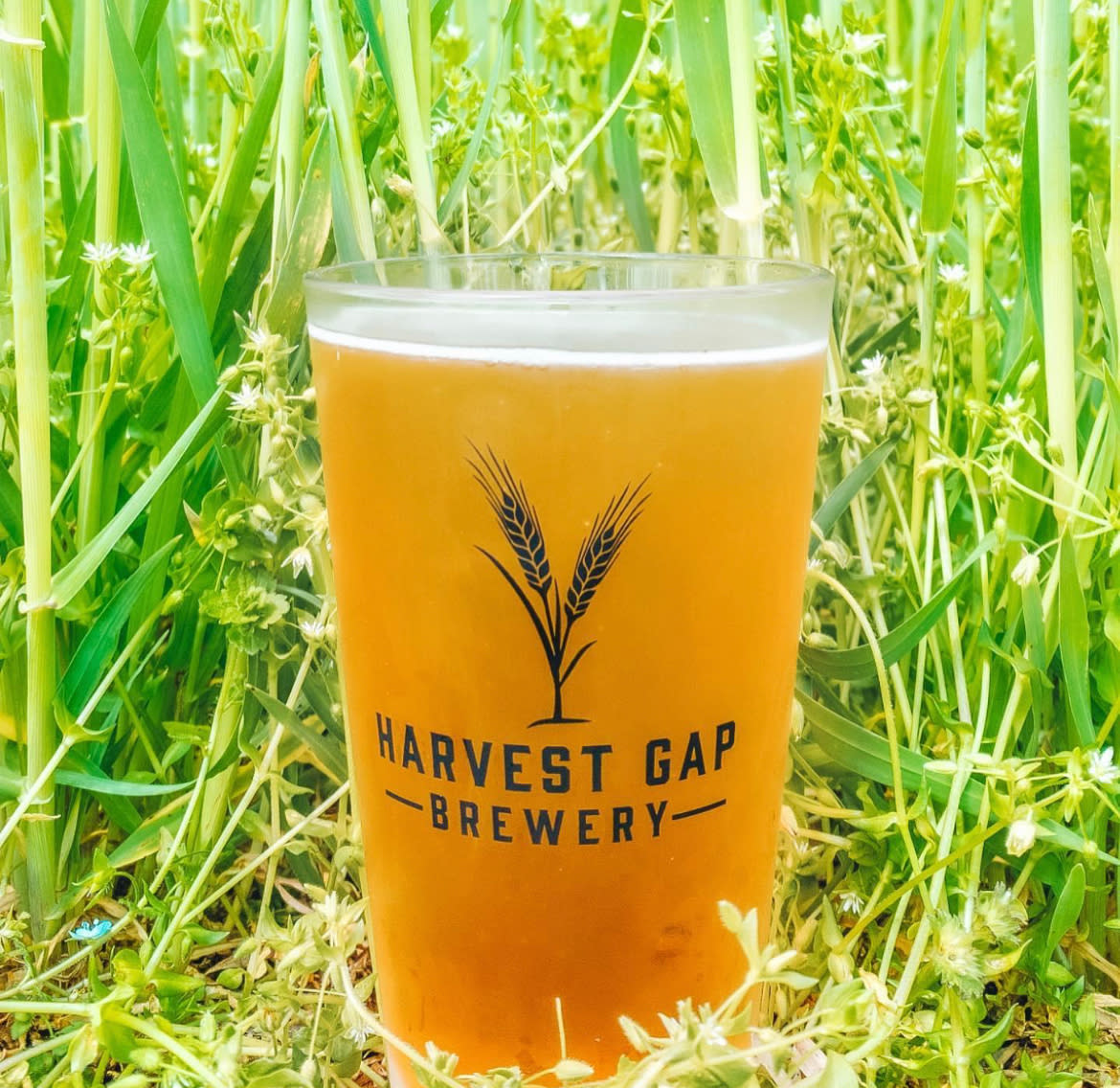 A clear glass of beer sits in a field of green grass and wildflowers, featuring the logo of Harvest Gap Brewery.