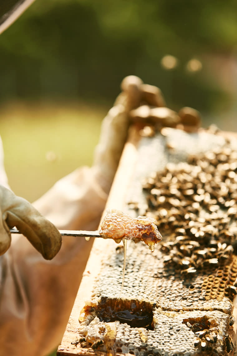 Apiary at Finley Farms