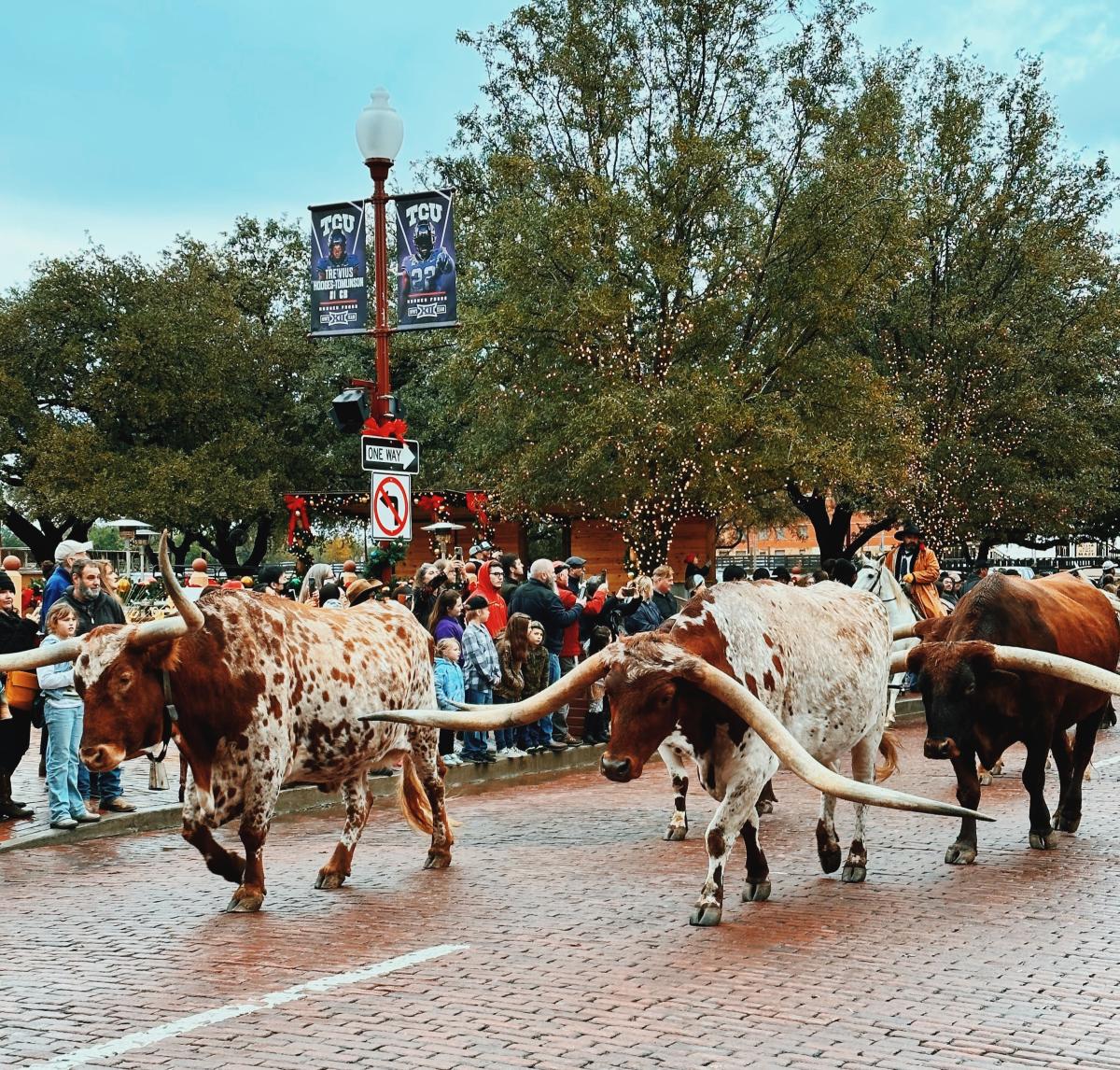 Fort Worth herd cattle drive