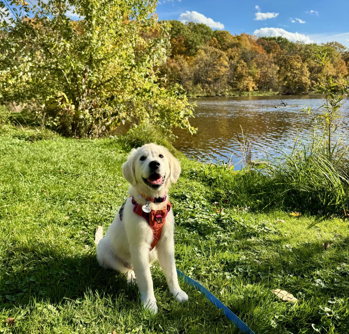 A golden retriever puppy sits on bright green grass near a lake with colorful fall trees in the background. The puppy is wearing an orange harness and smiling toward the camera on a sunny day.