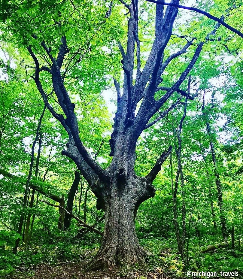 Large tree at hewens creek park