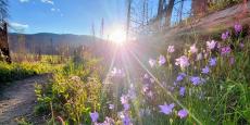 Photo of bluebells and asters on a trail in Rocky Mountain National Park