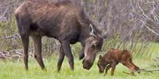 Moose Cow & Calf