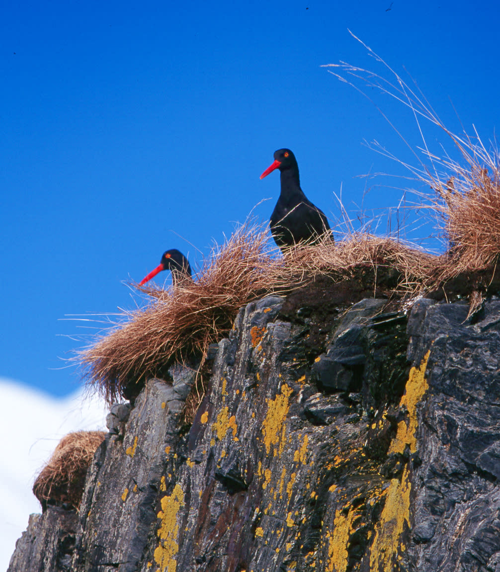 Two oyster catcher birds stand on a cliff in Prince William Sound