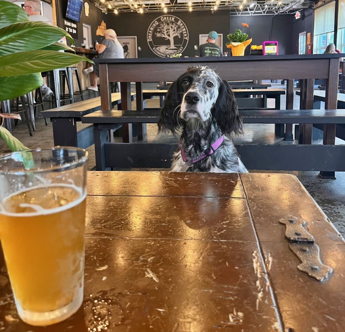 A black and white dog sits in front of a table and a beer.
