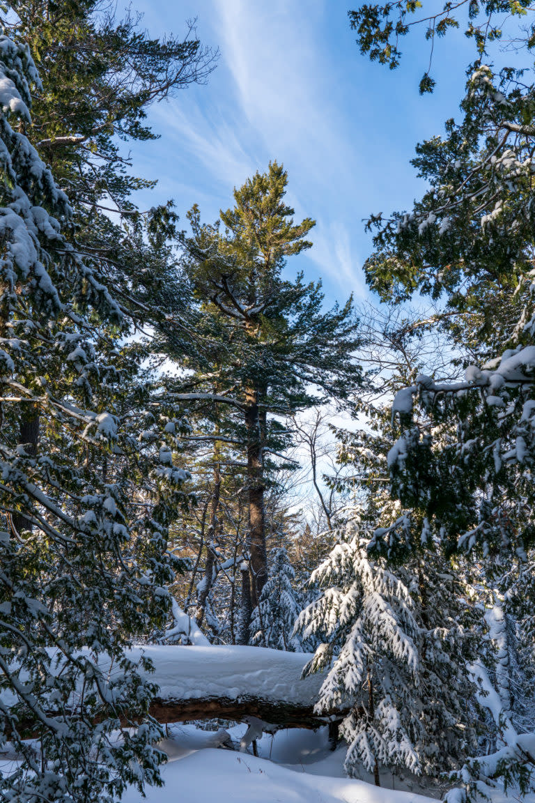 Pine forest with snow covered logs.