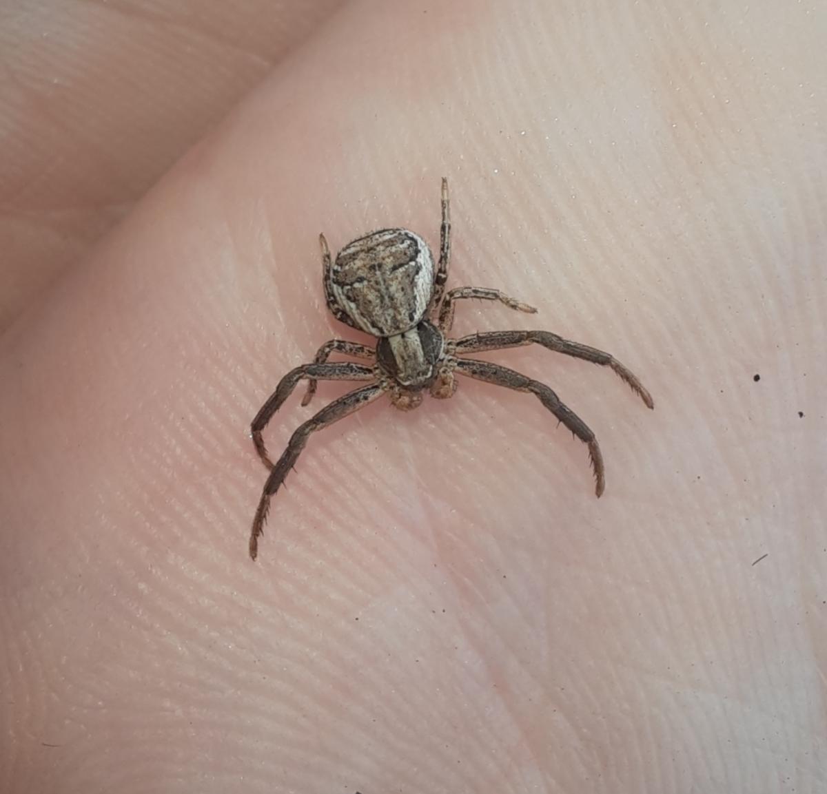 A brown spider sits on a finger