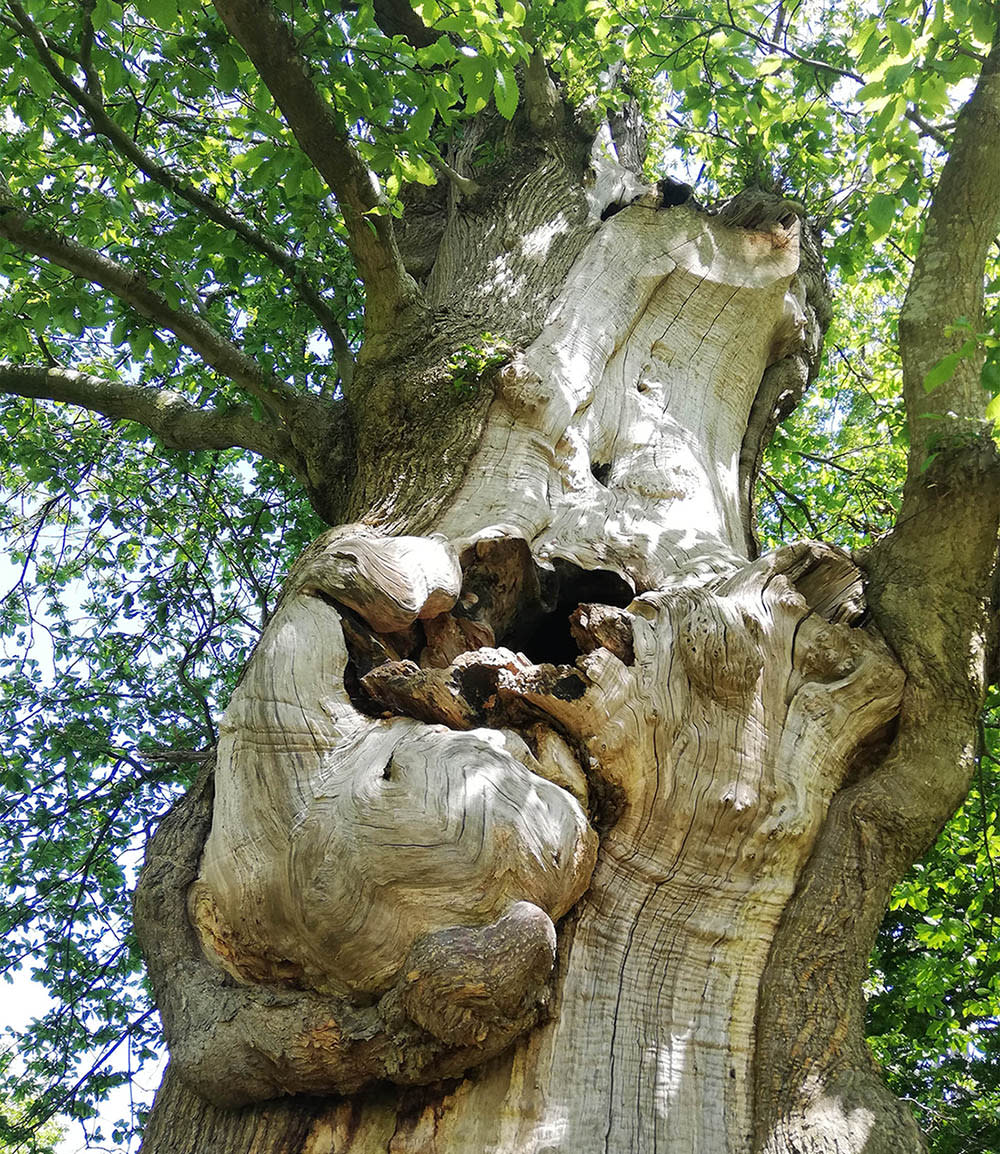 a gnarled tree trunk