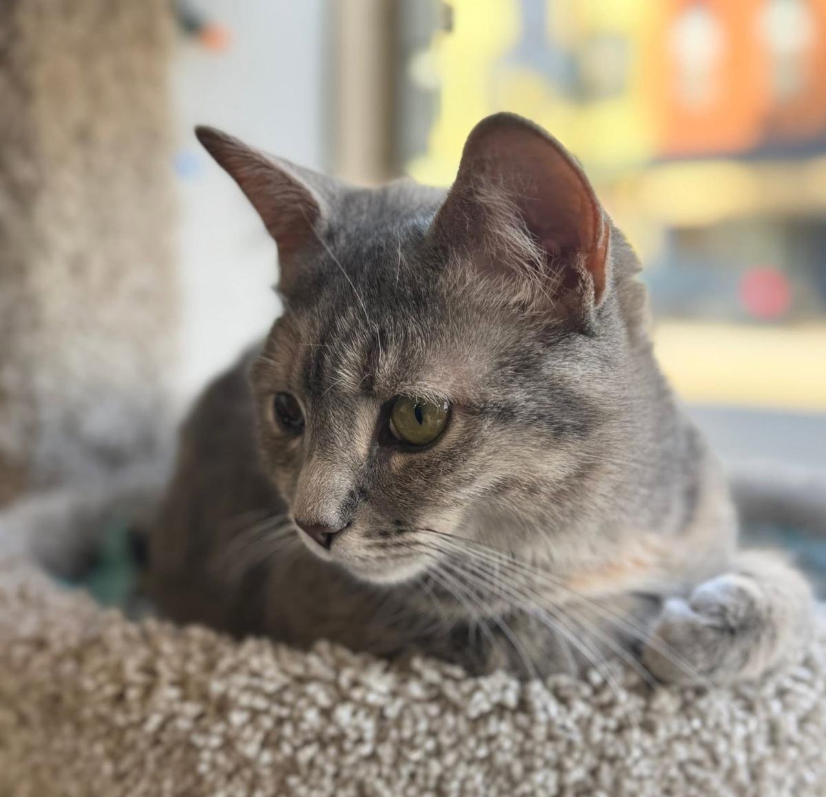 Coasters Cat Cafe