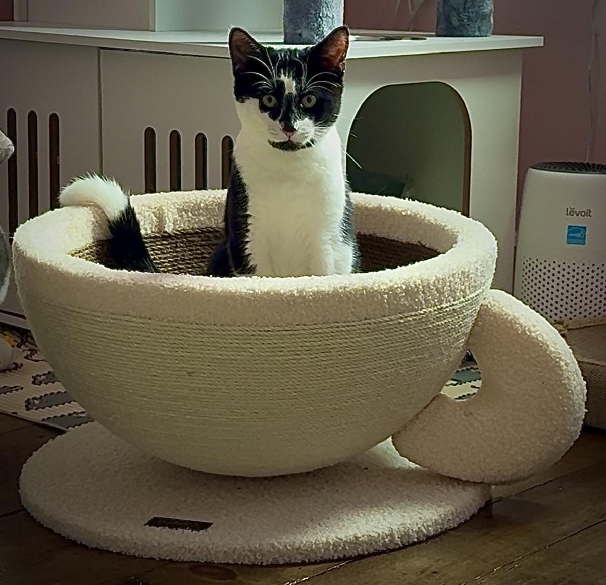 Purrfect Blend