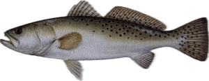 Spotted Trout