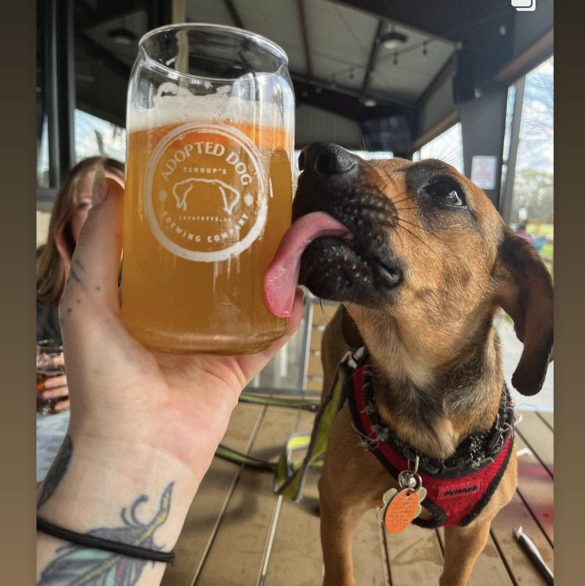 Adopted Dog Brewing