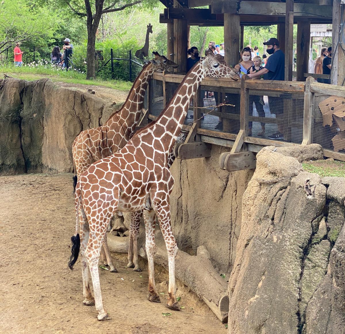 dallas zoo