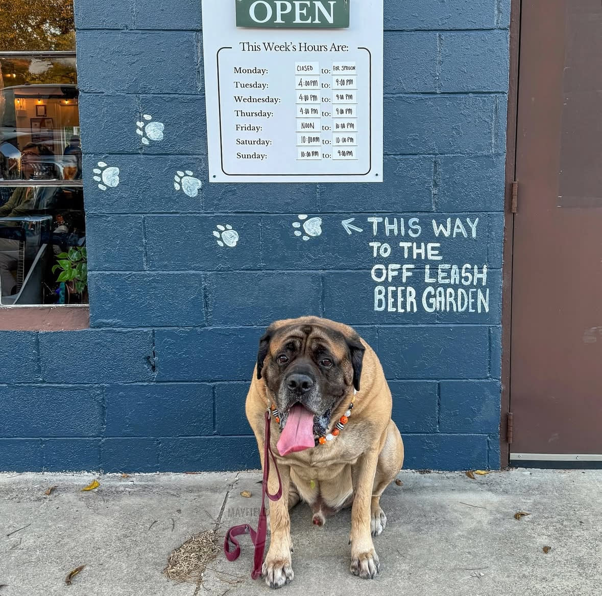 hector rocket city dog bar
