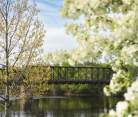Phoenix Park Bridge in downtown Eau Claire during the spring with trees blooming